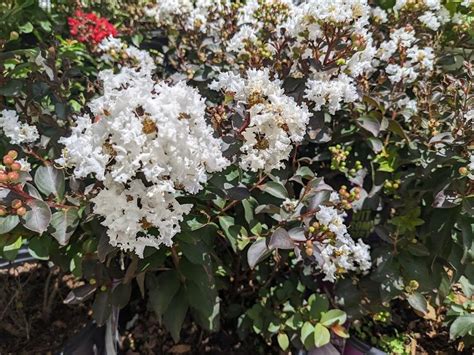Lunar dreams: Delighting in the beauty of crepe myrtle